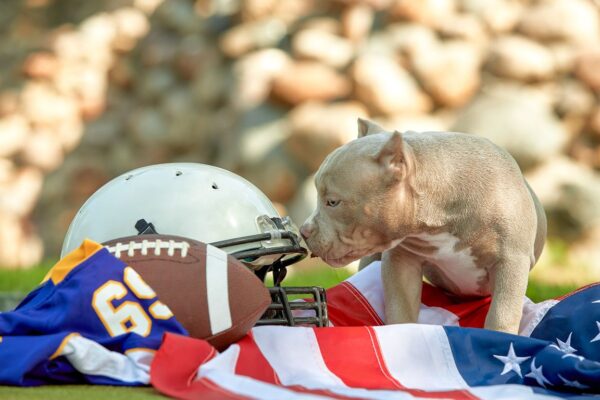 arkansas vs auburn