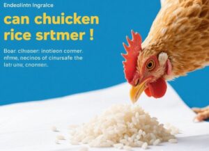 can chickens eat rice