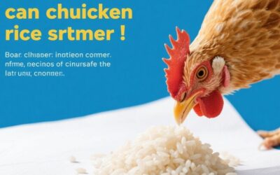 can chickens eat rice