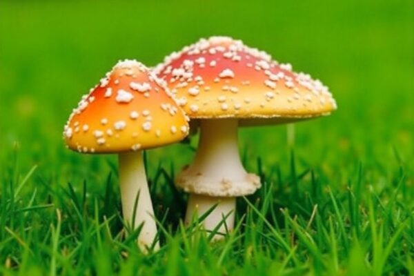 how to get rid of mushrooms in my yard