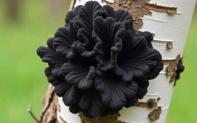 how to identify chaga mushroom