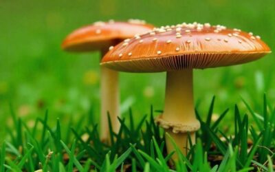how to get rid of mushrooms on lawn