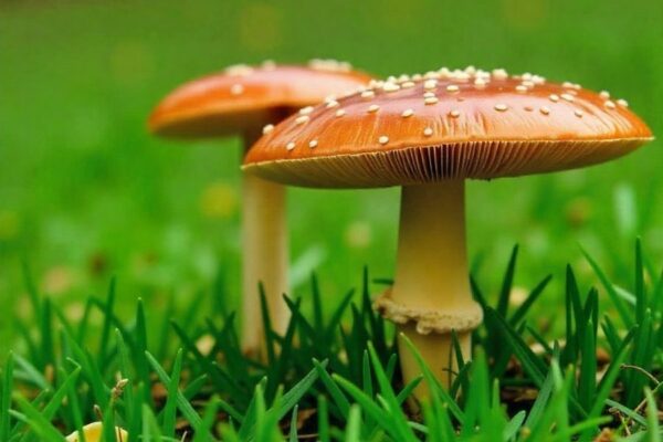 How to Get Rid of Mushrooms on Your Lawn how to get rid of mushrooms on lawn