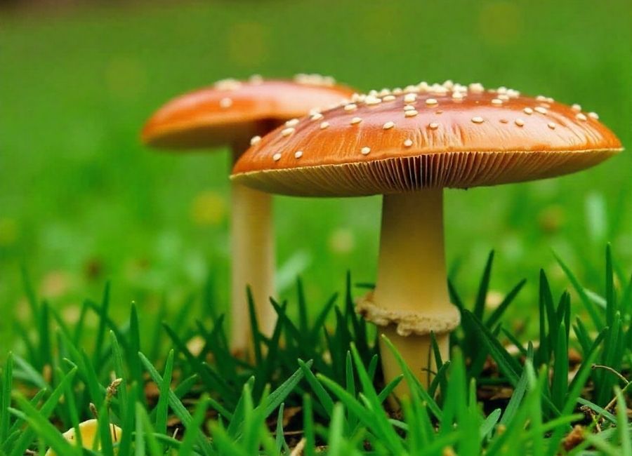 how to get rid of mushrooms on lawn
