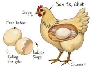 where does a chicken egg come out of