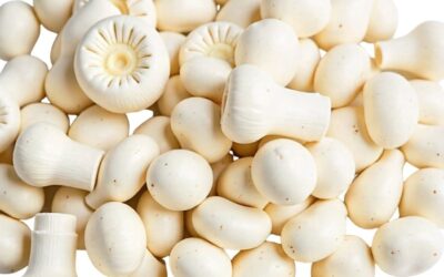 can bunnies eat mushrooms