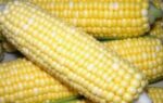 What is Shoepeg Corn? A Guide to This Sweet Heirloom what is shoepeg corn