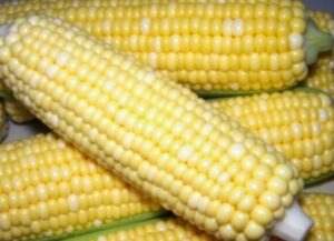What is Shoepeg Corn? A Guide to This Sweet Heirloom what is shoepeg corn