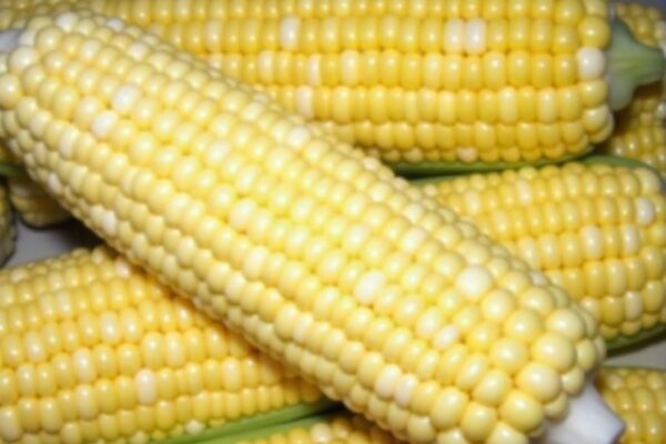 What is Shoepeg Corn? A Guide to This Sweet Heirloom what is shoepeg corn