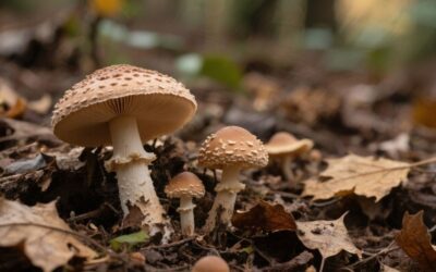 why are mushrooms important to the food chain?
