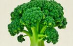 What is Broccoletti? Complete Guide to Italian Broccoli Rabe what is broccoletti