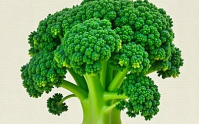 what is broccoletti