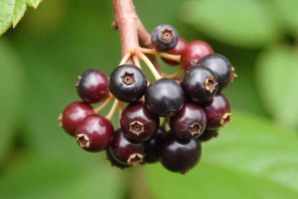 what does huckleberry taste like