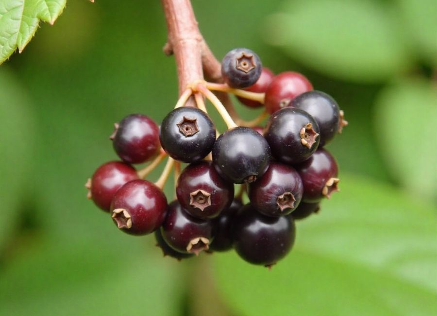 what does huckleberry taste like