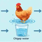 how much water does a chicken drink per day